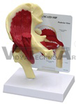 Muscled Hip Joint Model